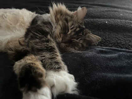 Tilly 2