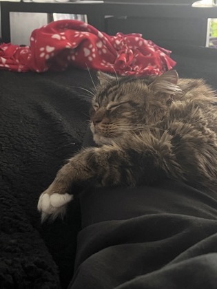 Tilly 3