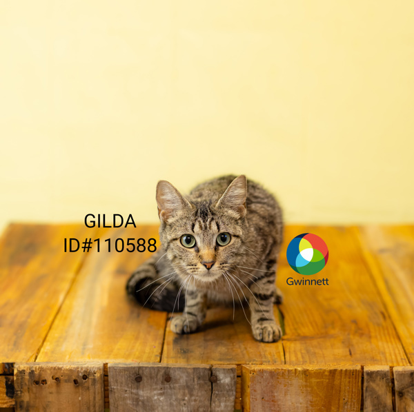 If-5 Gilda