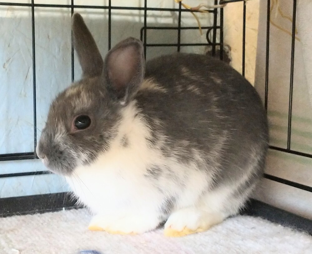 Frank