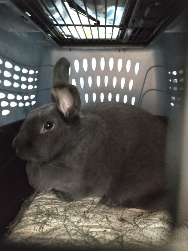 Petunia