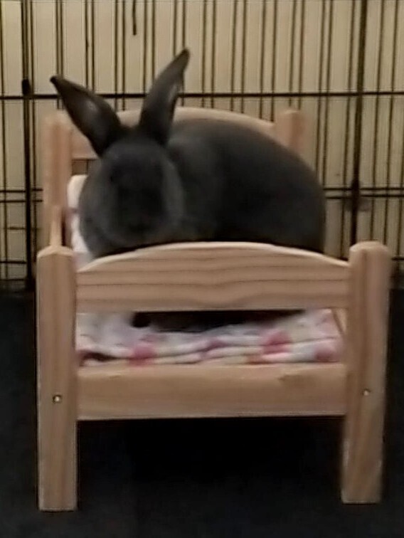 Petunia