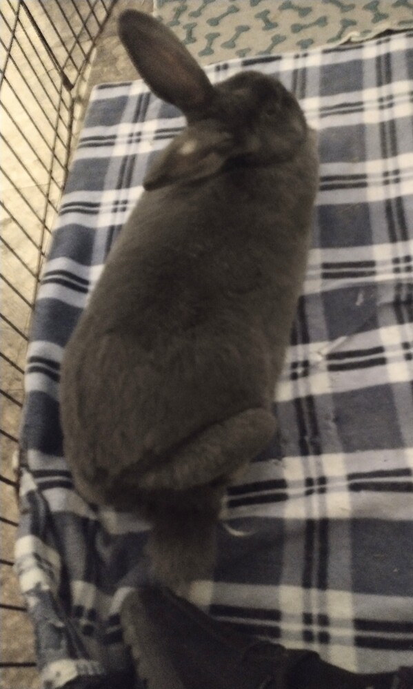 Petunia 3