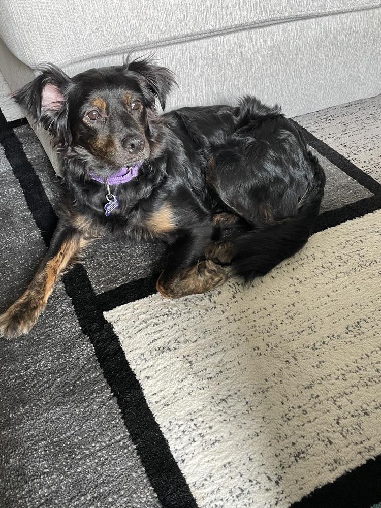 Dolly