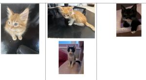 TC 1- 4 Domestic Short Hair Cat