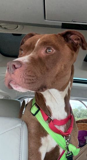 Mocha (Savannah) Pit Bull Terrier Dog