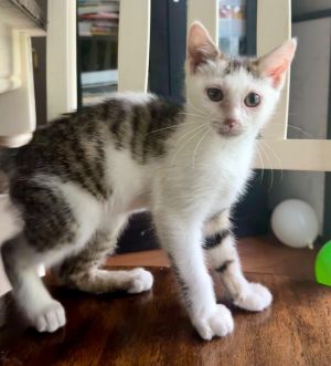 Petey Domestic Short Hair Cat