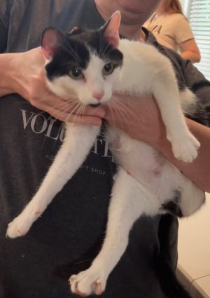 Myra Mom + 3 Domestic Short Hair Cat