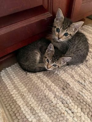 Genghis Domestic Short Hair Cat