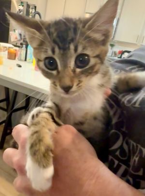 Brown Tabby w/Myra Mom Domestic Short Hair Cat