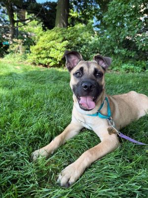 Duke Mixed Breed Dog