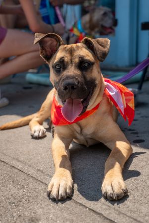 Meet Duke the total package Duke is playful cuddly adventurous goofy and charming He has the p