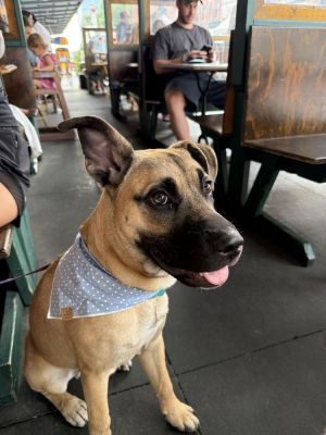 Meet Duke the total package Duke is playful cuddly adventurous goofy and charming He has the p