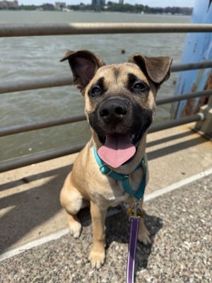 Meet Duke the total package Duke is playful cuddly adventurous goofy and charming He has the p
