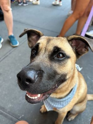 Meet Duke the total package Duke is playful cuddly adventurous goofy and charming He has the p