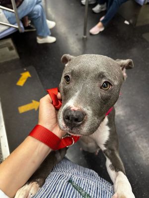 Countess Luann Mixed Breed Dog
