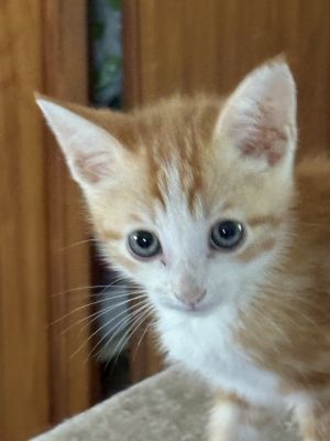 Muffin, Baby Male Domestic Medium Hair