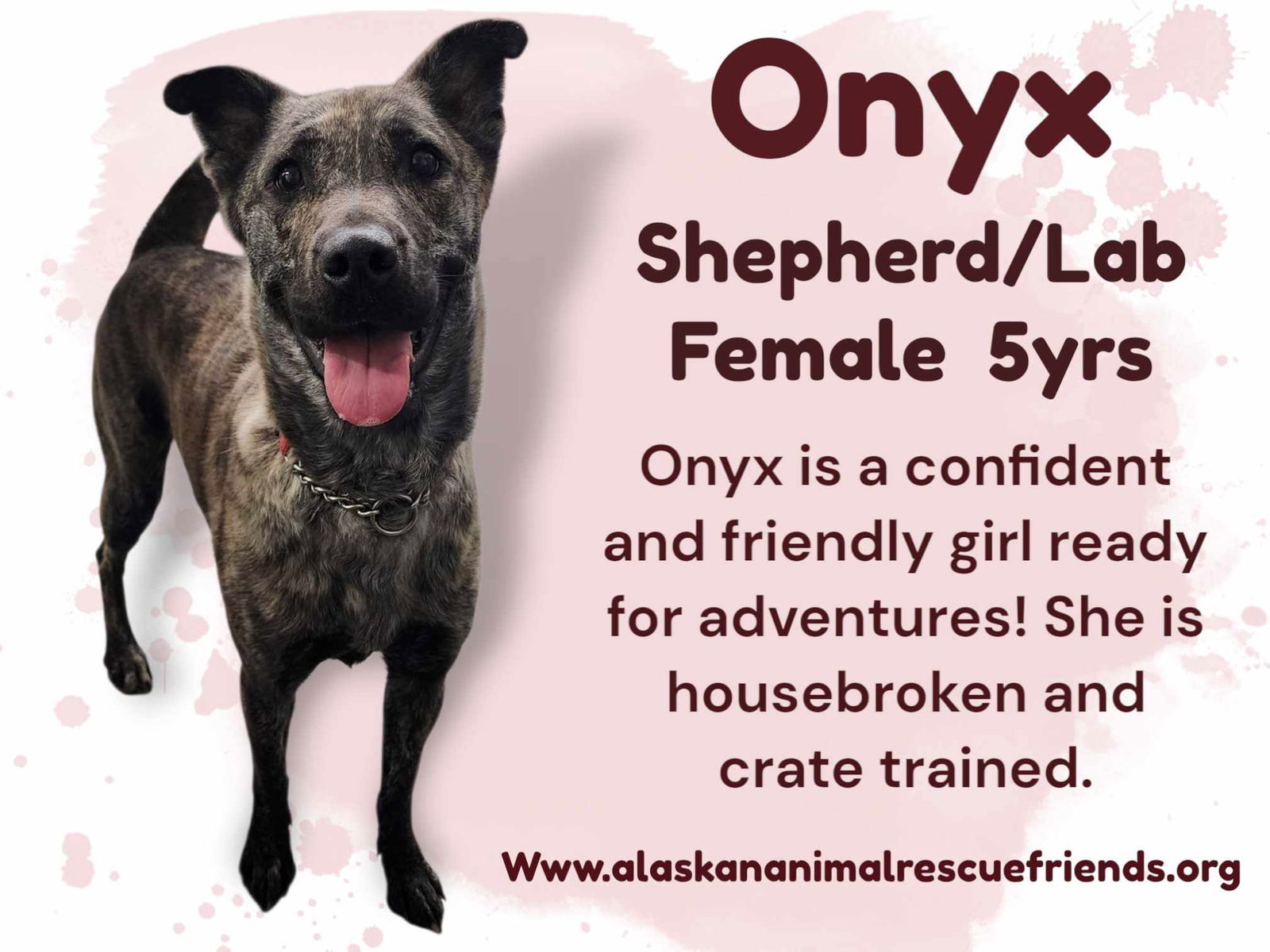 Onyx, an adoptable Belgian Shepherd / Malinois, Labrador Retriever in Anchorage, AK, 99503 | Photo Image 1