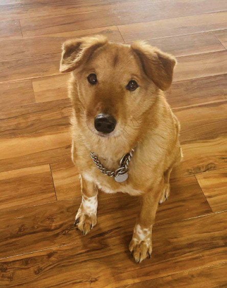 Jake, an adoptable Shiba Inu, Shepherd in Anchorage, AK, 99503 | Photo Image 1