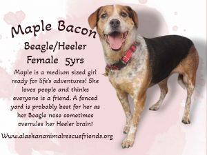 Maple Bacon, Adult Female unknown