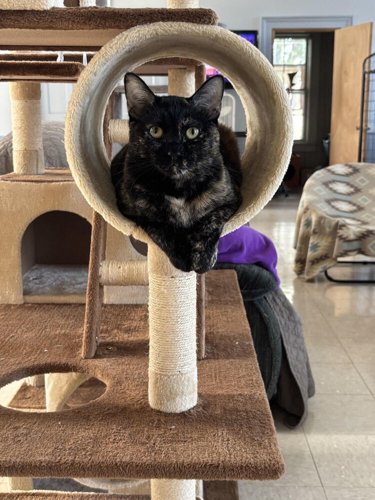 Geri, an adoptable Domestic Short Hair in McPherson, KS, 67460 | Photo Image 1