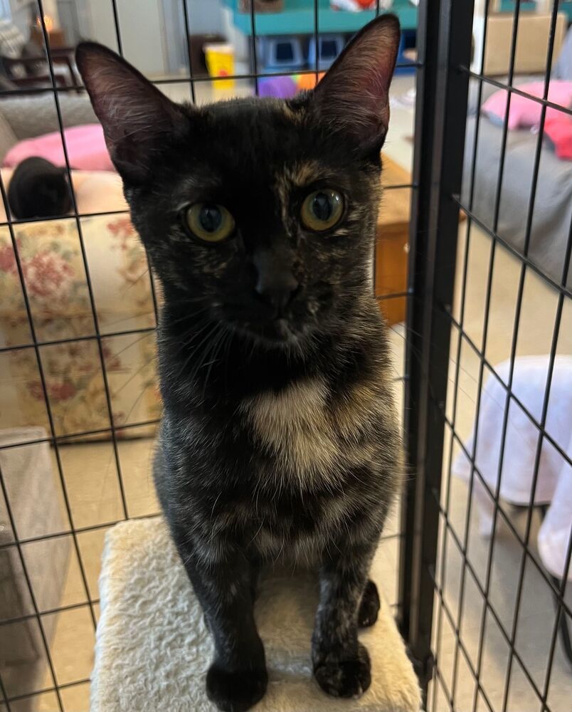 Geri, an adoptable Domestic Short Hair in McPherson, KS, 67460 | Photo Image 2