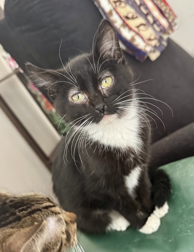 Elphaba