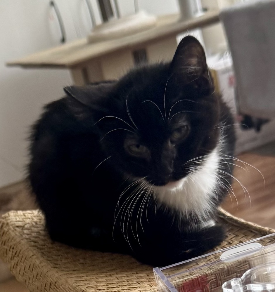 Elphaba