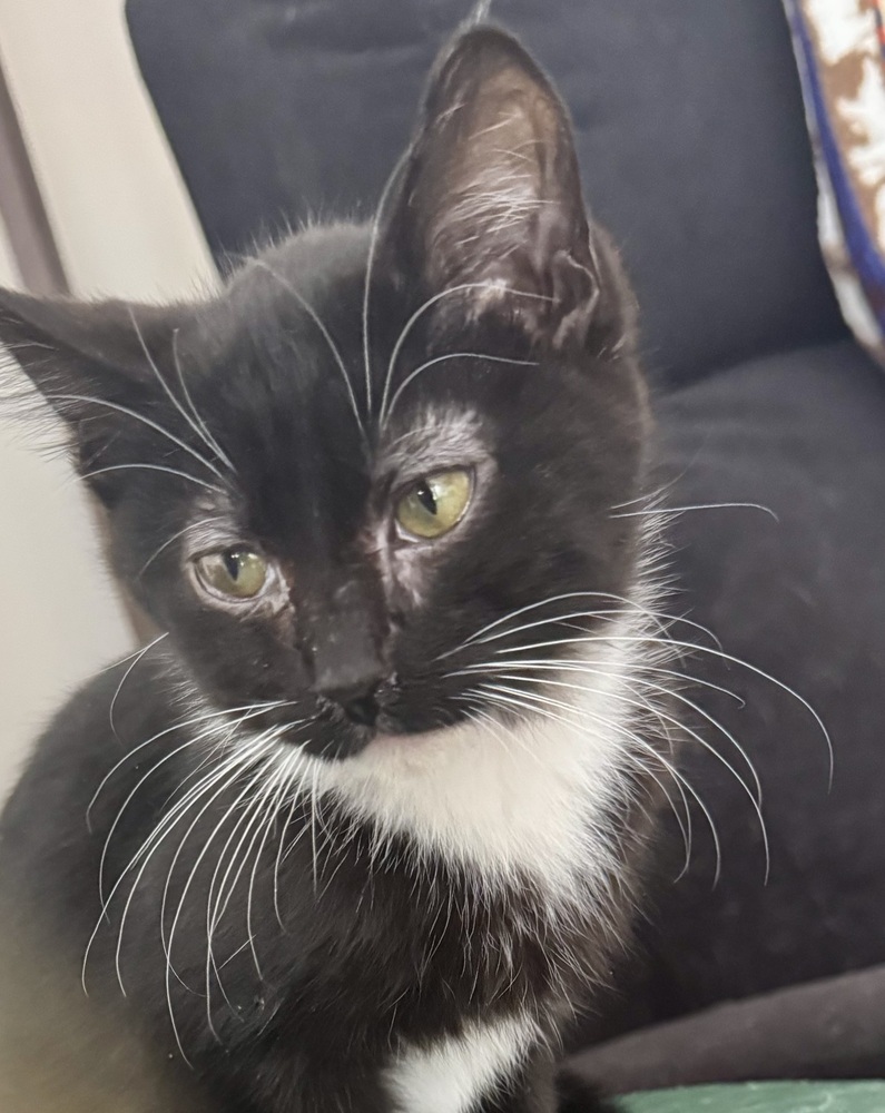 Elphaba