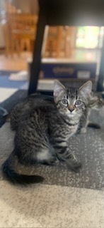 Zelda