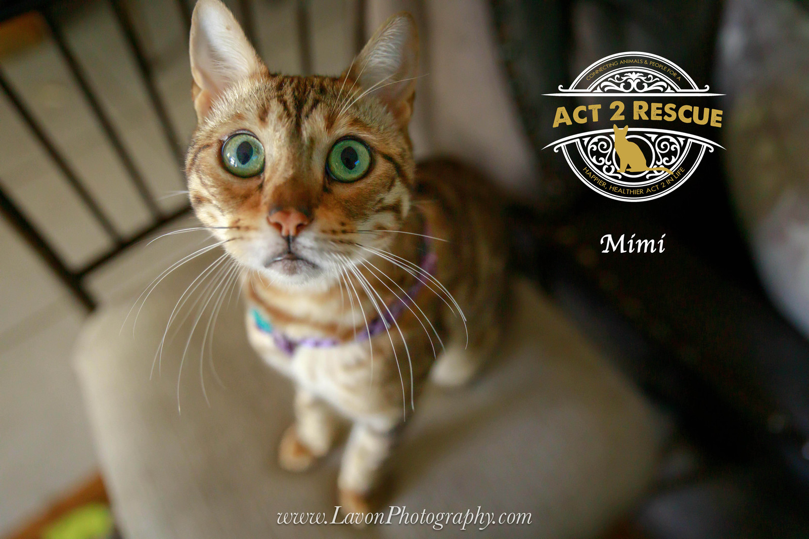 Mimi