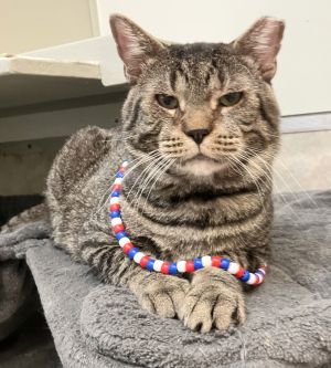 Lorenzo, Adult Male Tabby