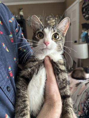 Olive Garden, Adult Female Domestic Medium Hair