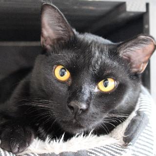 Hex, an adoptable Domestic Short Hair in Laramie, WY, 82073 | Photo Image 1