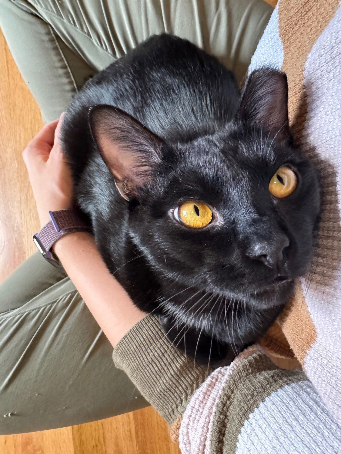 Hex, an adoptable Domestic Short Hair in Laramie, WY, 82073 | Photo Image 2