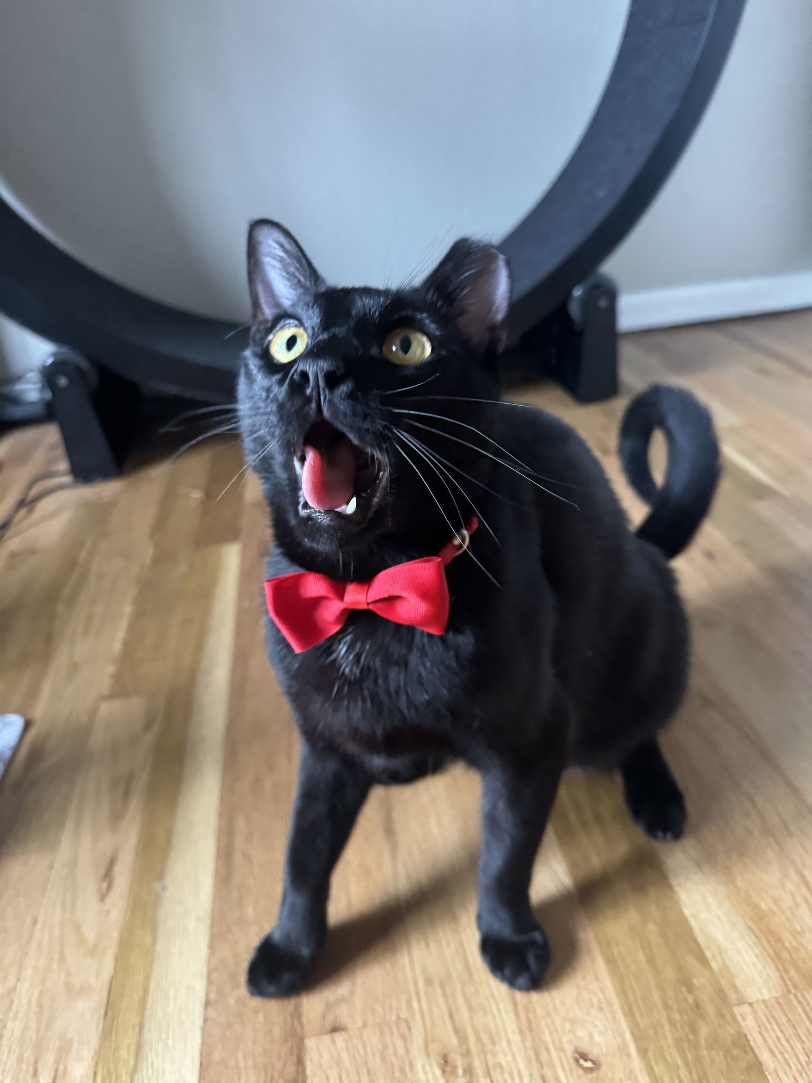Hex - 25 is my lucky number!, an adoptable Domestic Short Hair in Laramie, WY, 82073 | Photo Image 2
