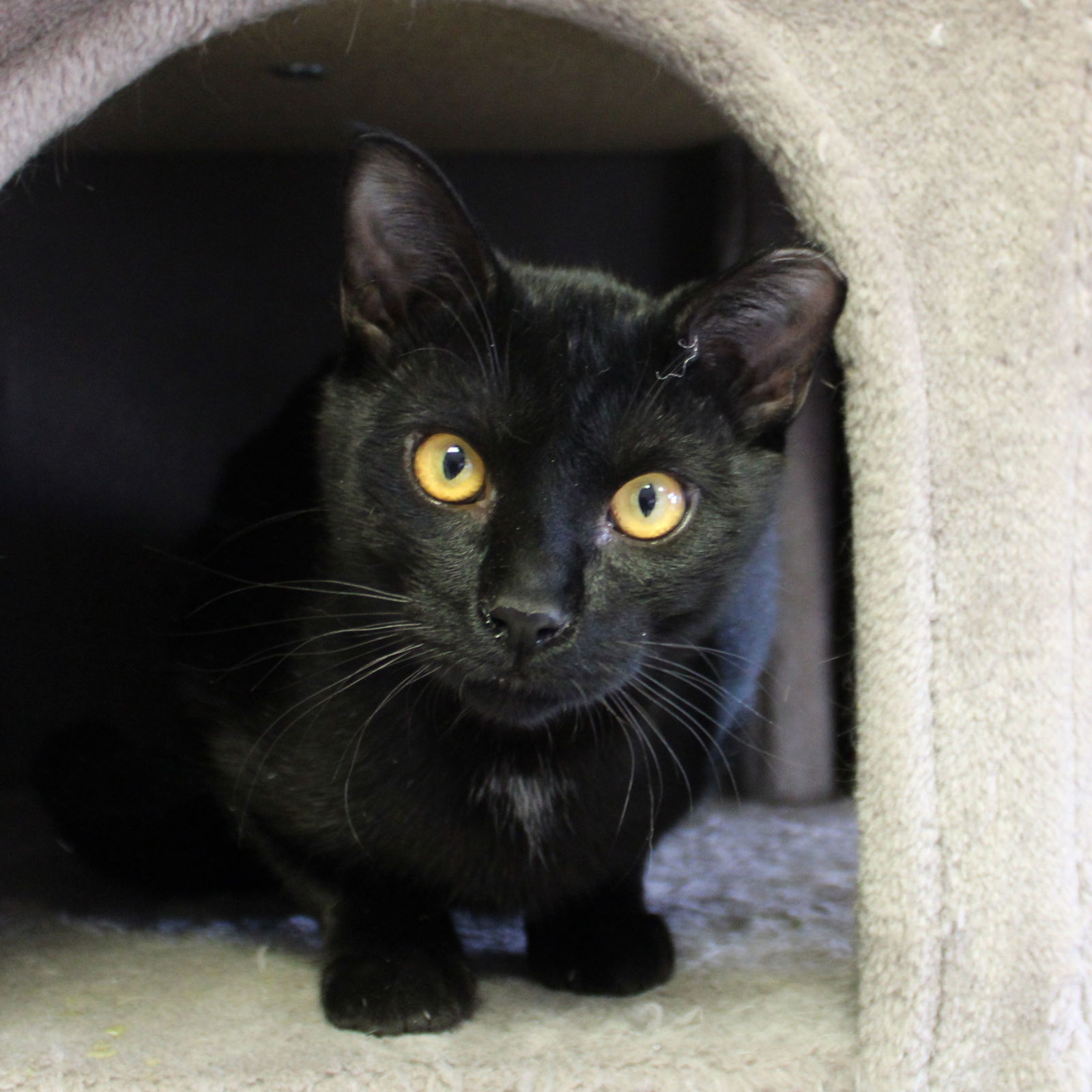 Hex, an adoptable Domestic Short Hair in Laramie, WY, 82073 | Photo Image 3