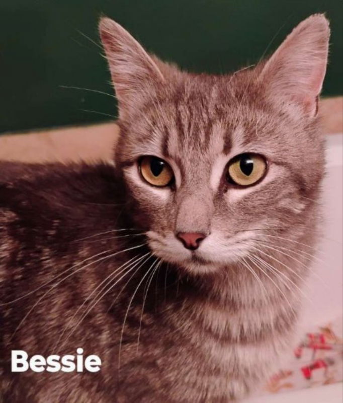 Bessie, an adoptable Domestic Short Hair in Laramie, WY, 82073 | Photo Image 1