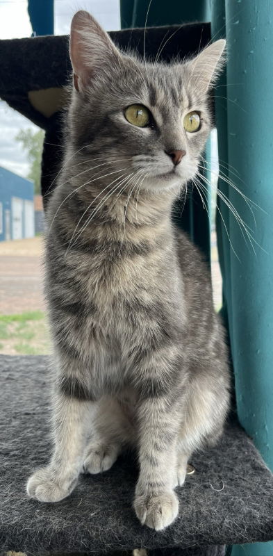 Bessie, an adoptable Domestic Short Hair in Laramie, WY, 82073 | Photo Image 2