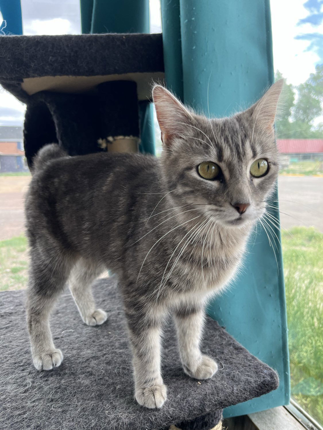 Bessie, an adoptable Domestic Short Hair in Laramie, WY, 82073 | Photo Image 3