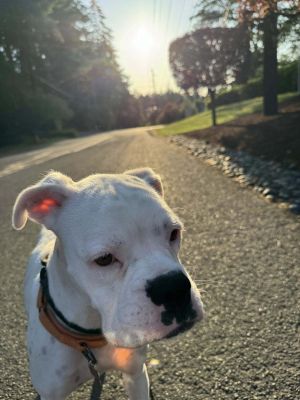 Meet Alaska - the cutest pup around Shes as white as a snowy winter day and just as magical Alask