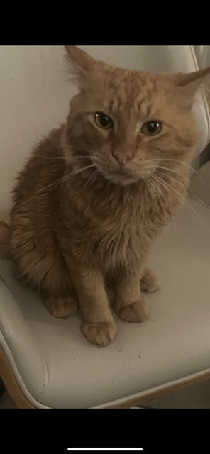 Lars, Adult Male Domestic Short Hair