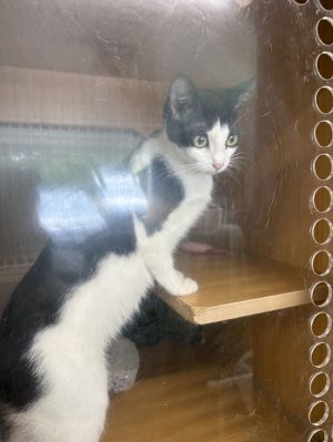Poppy, Young Female Domestic Short Hair