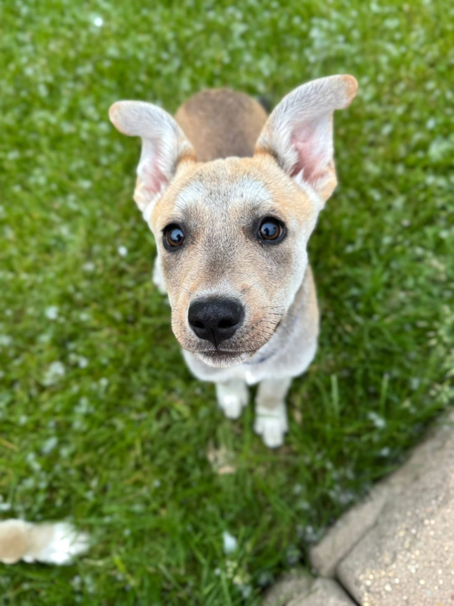 Chase