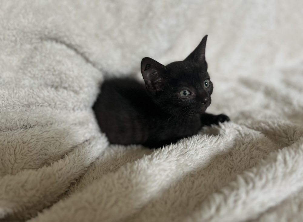 Basil