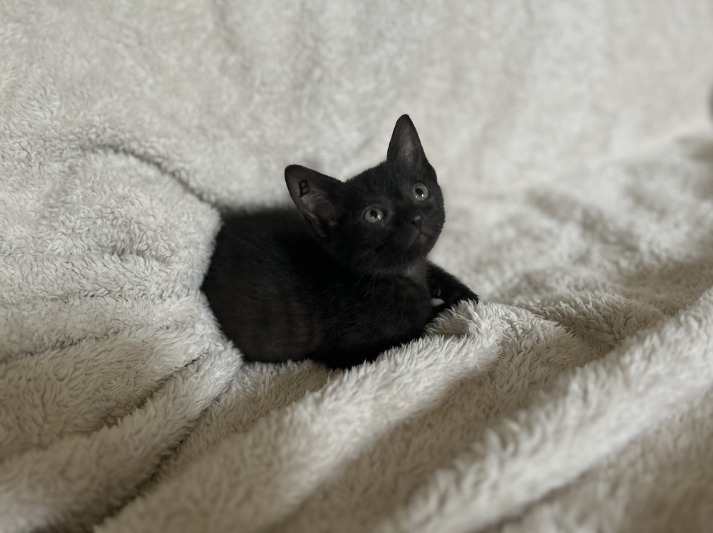 Basil