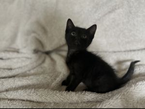 Thomas, Baby Male unknown