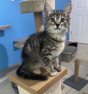 Paris Tabby Cat