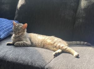 Chloe Tabby Cat