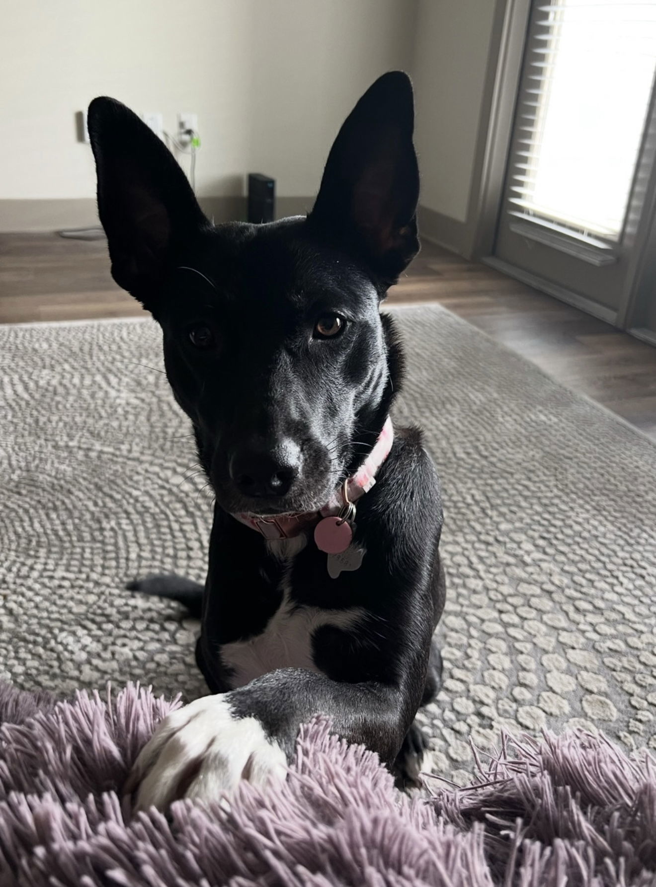 Mazie